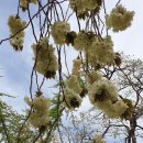 해미-비상-1 이미지