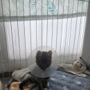 신대방동물메디컬 이미지