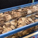 서가산곰장어 이미지