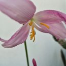 민기분식