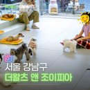 더왈츠앤조이피아 | 서울 실내 데이트 추천 강남 애견카페 더왈츠 앤 조이피아