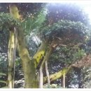 본생설화(56) : 판다나 나무의 전생이야기 이미지