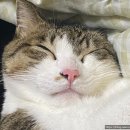 태평역 동물병원 이미지