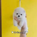 러블리캣독의정부고양이분양강아지분양 | 의정부강아지분양 작고 소중한 러블리 댕댕이 포메라니안분양 알아보아요 !