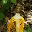 무등산버섯 이미지