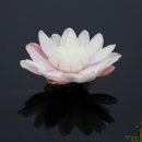 크루지아나 이미지