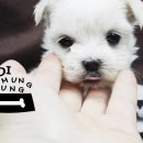 몽글몽글 이미지