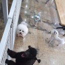 부산애견팡팡 이미지