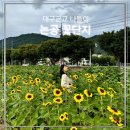 해바라기 핑크뮬리 코스모스를 모두 볼 수 있는 대구 &#39;논공 꽃단지&#39;