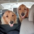 김포 보스독 이미지