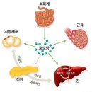 피아트짐 네이버블로그