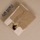 금성침구