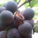 새들농장 이미지