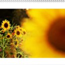 해바라기의꿈 이미지
