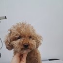 도루몽실 이미지