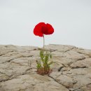 Resilience 이미지