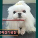 모모애견미용실 이미지