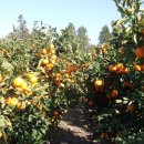 가영농장 이미지