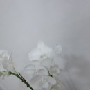 양재꽃시장 꽃과나무