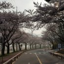 공주 계룡산 동학사 벚꽃축제 이미지