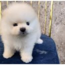 창원강아지분양 고양이분양 도그마루 이미지