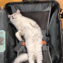 카페.163