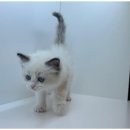 도그마루 고양이 강아지 무료분양 이미지