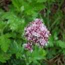 야생화답사 이미지