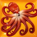 문어와생고기 이미지