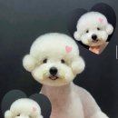 젠틀펫 | 대구 중리동 애견카페 젠틀펫 애견 유치원 친구 비숑 미용 후기
