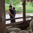 자연목장 | 🐑 대관령 양떼목장 가족 여행 후기 ｜자연 속 힐링 육아 여행지 추천