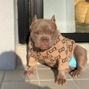 KGB KENNEL 이미지