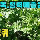 한국의 약용식물(엉겅퀴)-간해독,정력에좋은 들나물 조회수 297회 3년 전 이미지