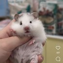 달빛 햄스터리 이미지