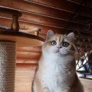 골든키티캐터리 이미지