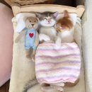 천사펫 이미지