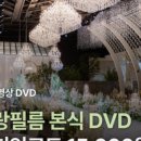 제주 웨딩 스냅 최신 소식 총정리 | 오솜그라피·끌림·아로하데이·연그라미·로코코 한눈에