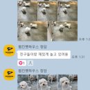 펌킨 펫하우스 청담 이미지