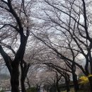 십리벚꽃산장 이미지