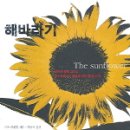 해바라기 이미지