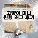 펫러버 그루밍 | 고양이 러그 가이드: 미니 원형 러그 100cm 내돈내산 후기, 털·미끄럼·세탁까지
