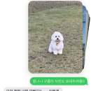 (11/21)반려동물 수제간식 고구마쿠키 | 강아지케이크 김포반려동물수제간식 강아지생일케익 후기