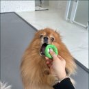 고려애견 이미지