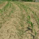 디딤돌농장 이미지