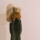 카페미루 이미지