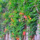 정재초교길 이미지