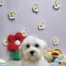 언커먼독 이미지