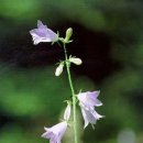 들꽃나라 이미지