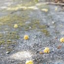 감꽃향기 이미지