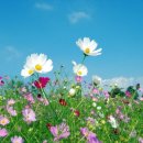 COSMOS/별,꽃 이미지